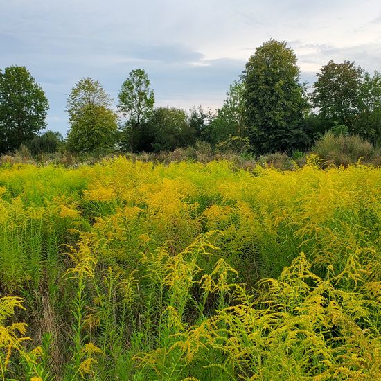 Kanadische Goldrute: Pflanze in der Natur in der NatureSpots App