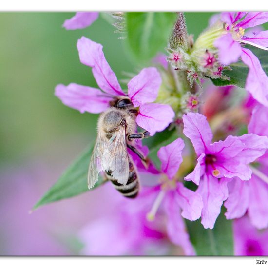 Westliche Honigbiene: Tier im Habitat Grasland und Büsche in der NatureSpots App