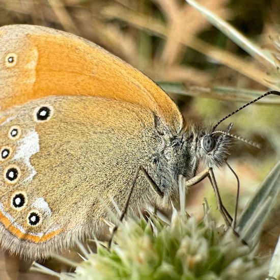 Rotbraunes Wiesenvögelchen: Tier im Habitat Garten in der NatureSpots App