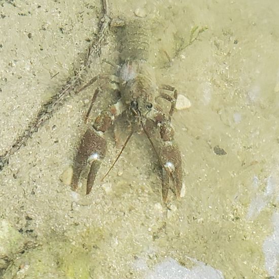 Flusskrebse: Tier im Habitat Fluss in der NatureSpots App