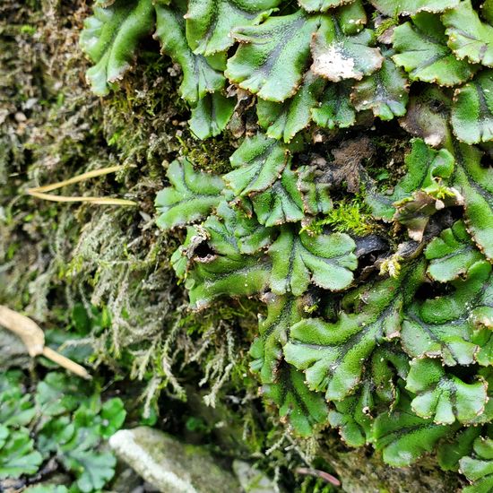 Brunnenlebermoos: Pflanze in der Natur in der NatureSpots App