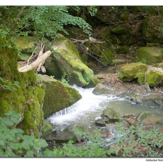 Landschaft: Süßwasser im Habitat Bach in der NatureSpots App