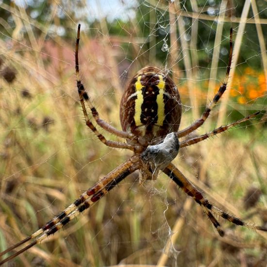 Wespenspinne: Tier im Habitat Garten in der NatureSpots App