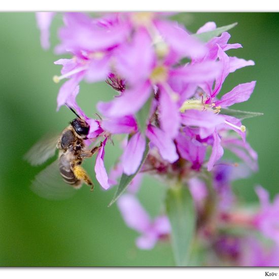 Melitta nigricans: Tier im Habitat Grasland und Büsche in der NatureSpots App