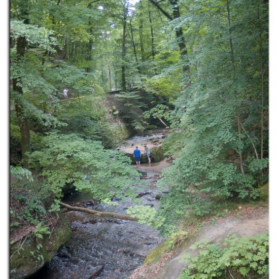 Landscape: Freshwater in habitat Stream in the NatureSpots App