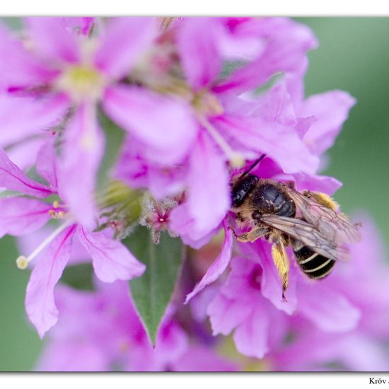 Melitta nigricans: Tier im Habitat Grasland und Büsche in der NatureSpots App