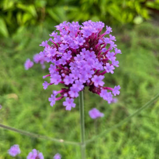 Patagonisches Eisenkraut: Pflanze im Habitat Park in der NatureSpots App