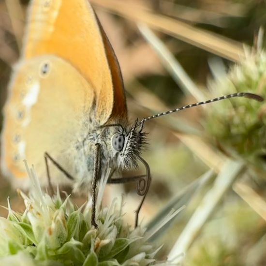 Coenonympha glycerion: Animal in habitat Garden in the NatureSpots App