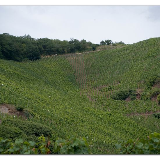 Landschaft: Landwirtschaft im Habitat Weingut in der NatureSpots App