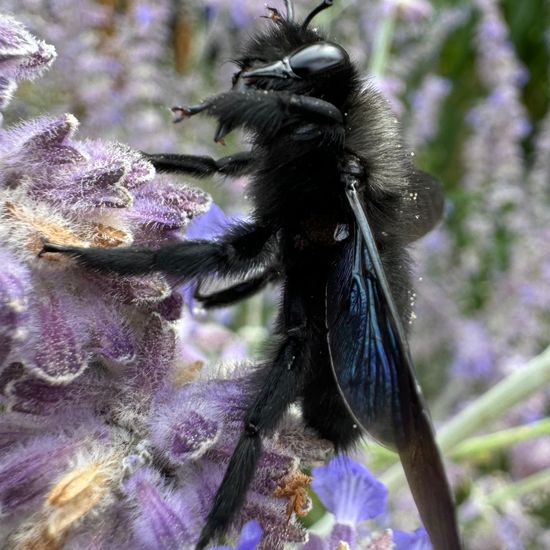 Carpenter bee: Animal in habitat Garden in the NatureSpots App