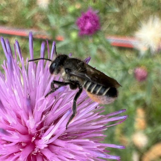 Mörtel- und Blattschneiderbienen: Tier im Habitat Garten in der NatureSpots App