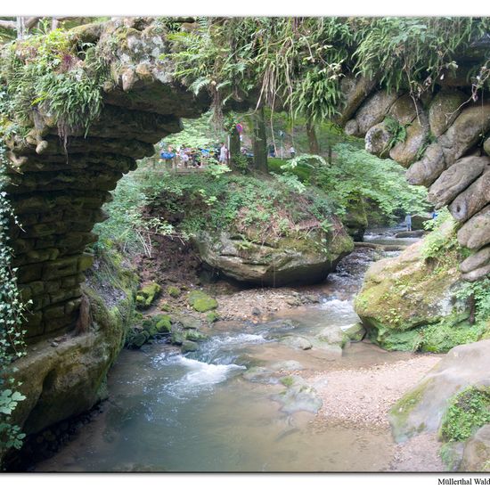 Landschaft: Süßwasser im Habitat Bach in der NatureSpots App