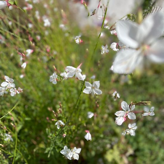 Oenothera lindheimeri: Pflanze im Habitat Park in der NatureSpots App