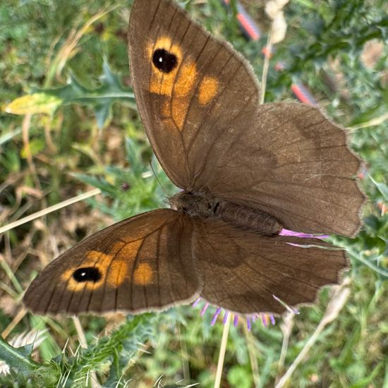 Großes Ochsenauge: Tier im Habitat Garten in der NatureSpots App