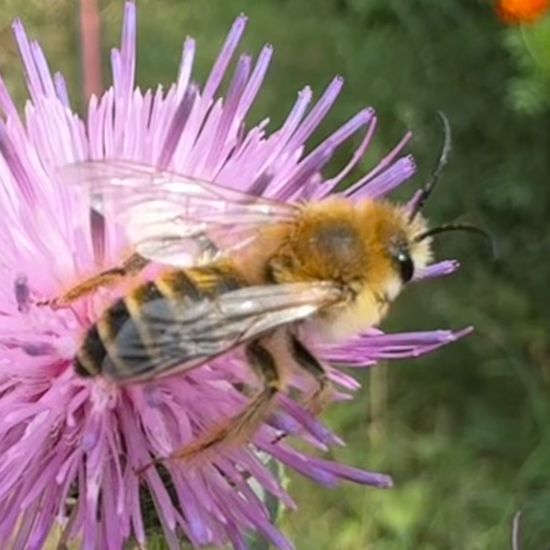 Hosenbiene: Tier im Habitat Garten in der NatureSpots App