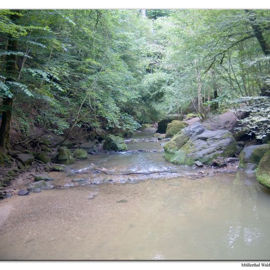 Landschaft: Süßwasser im Habitat Bach in der NatureSpots App