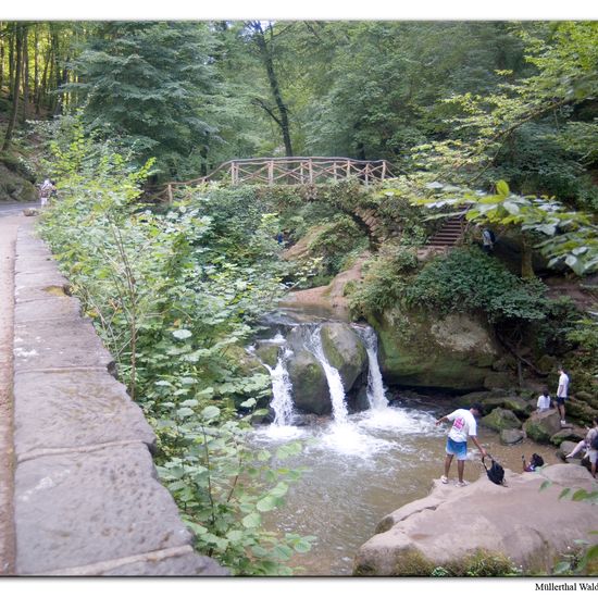 Landschaft: Süßwasser im Habitat Bach in der NatureSpots App