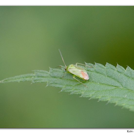 Apolygus spinolae: Tier im Habitat Grasland und Büsche in der NatureSpots App