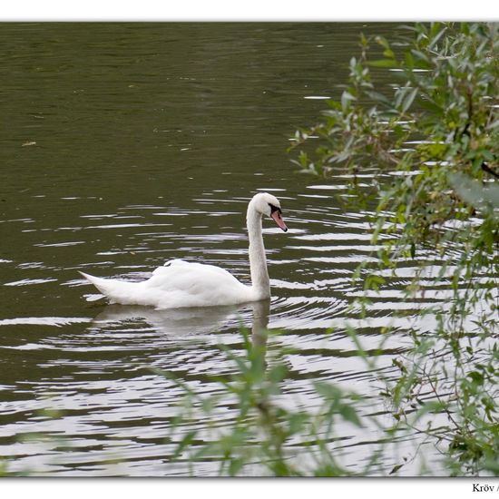 Höckerschwan: Tier im Habitat Grasland und Büsche in der NatureSpots App