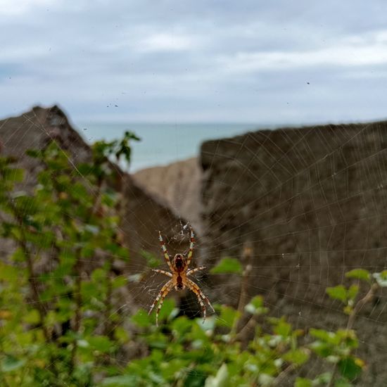 Gartenkreuzspinne: Tier im Habitat Anderes Meer/Küsten-Habitat in der NatureSpots App