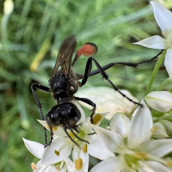 Gemeine Sandwespe: Tier im Habitat Stadt und Garten in der NatureSpots App