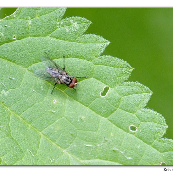 Blumenfliegen: Tier im Habitat Grasland und Büsche in der NatureSpots App