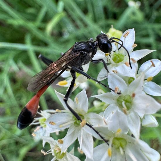 Ammophila sabulosa: Animal in habitat Garden in the NatureSpots App