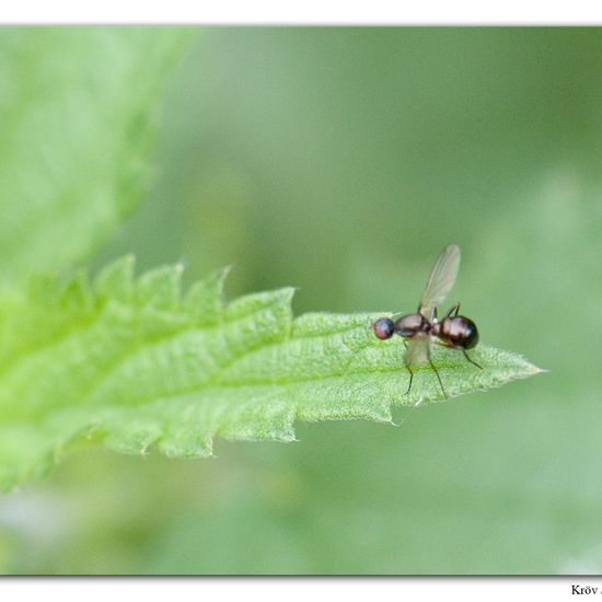 Nemopoda nitidula: Animal in habitat Grassland in the NatureSpots App