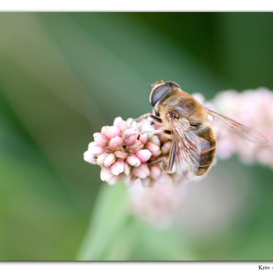 Mistbiene: Tier im Habitat Grasland und Büsche in der NatureSpots App