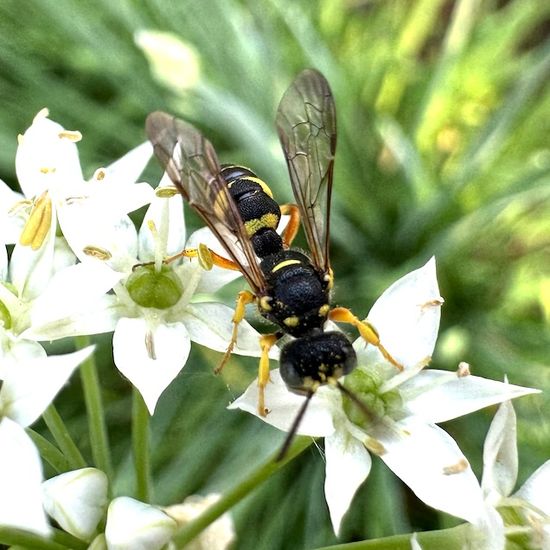 Bienenjagende Knotenwespe: Tier im Habitat Garten in der NatureSpots App