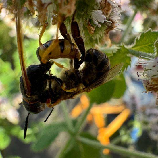 Bienenwolf: Tier im Habitat Garten in der NatureSpots App