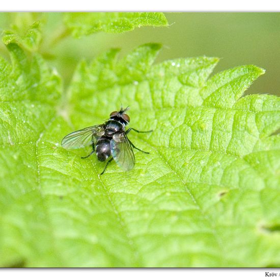 Microsoma exiguum: Animal in habitat Grassland in the NatureSpots App