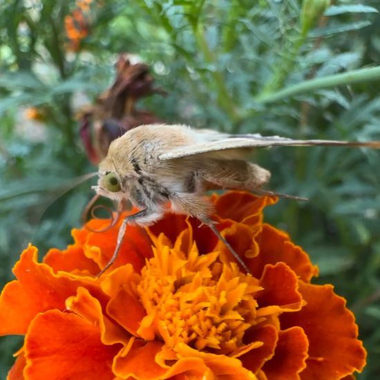 Baumwoll-Kapseleule: Tier im Habitat Garten in der NatureSpots App