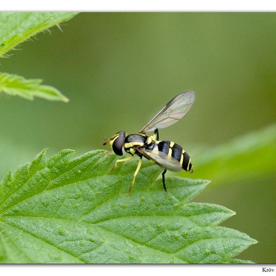 Xanthogramma dives: Tier im Habitat Grasland und Büsche in der NatureSpots App