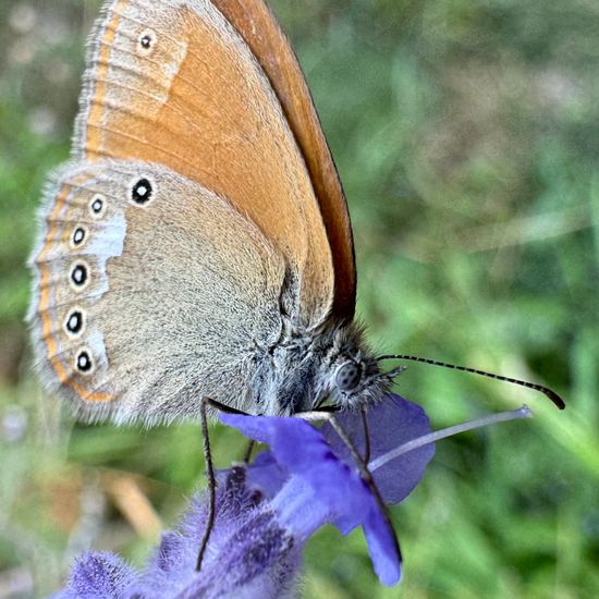 Coenonympha glycerion: Animal in habitat Garden in the NatureSpots App