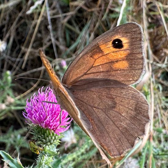 Großes Ochsenauge: Tier im Habitat Garten in der NatureSpots App