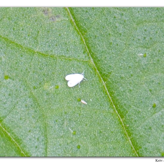 Aleyrodidae: Animal in habitat Grassland in the NatureSpots App