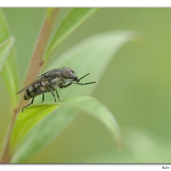 Stomorhina lunata: Animal in habitat Grassland in the NatureSpots App