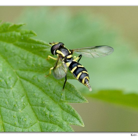 Xanthogramma dives: Tier im Habitat Grasland und Büsche in der NatureSpots App