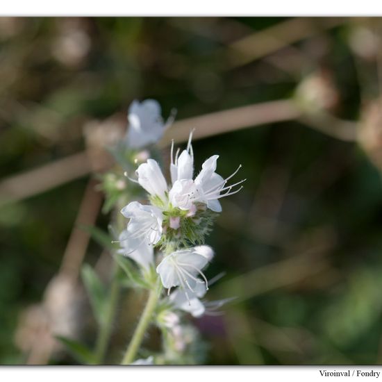 Gewöhnlicher Natternkopf: Pflanze im Habitat Felsgebiet in der NatureSpots App