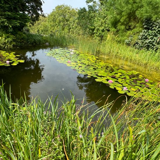 Landscape: Freshwater in habitat Pond in the NatureSpots App