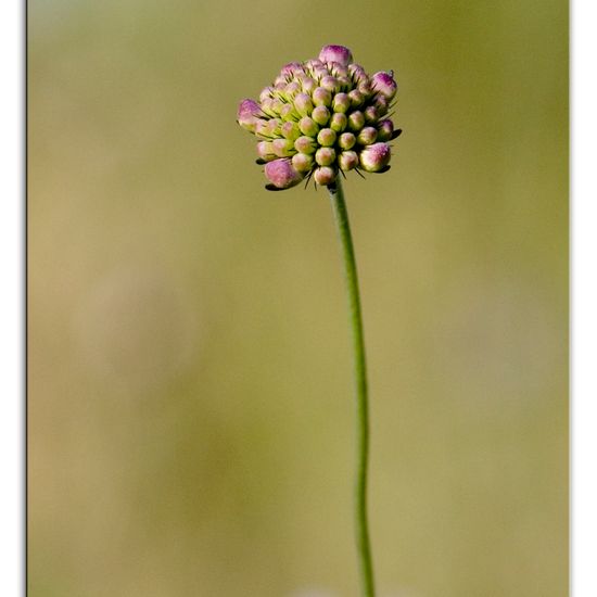 Scabiosa columbaria: Plant in habitat Rock areas in the NatureSpots App