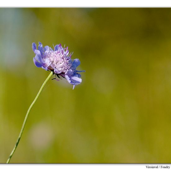 Scabiosa columbaria: Plant in habitat Rock areas in the NatureSpots App