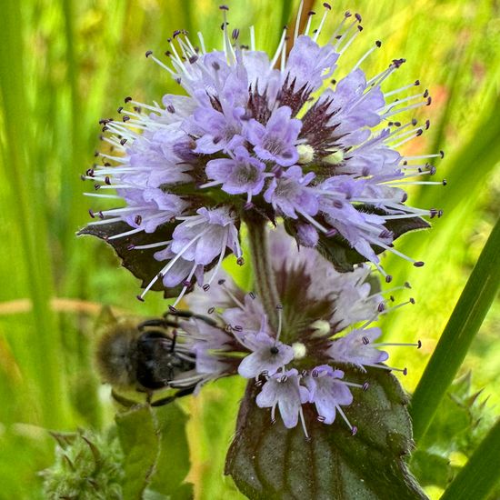 Wasserminze: Pflanze im Habitat Garten in der NatureSpots App