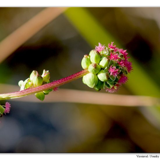 Poterium sanguisorba: Plant in habitat Rock areas in the NatureSpots App