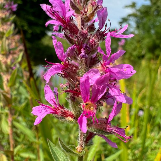 Lythrum salicaria: Plant in habitat Garden in the NatureSpots App