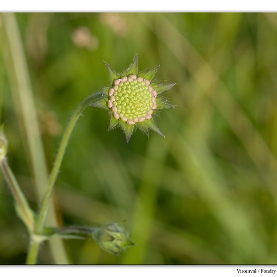 Scabiosa columbaria: Plant in habitat Rock areas in the NatureSpots App