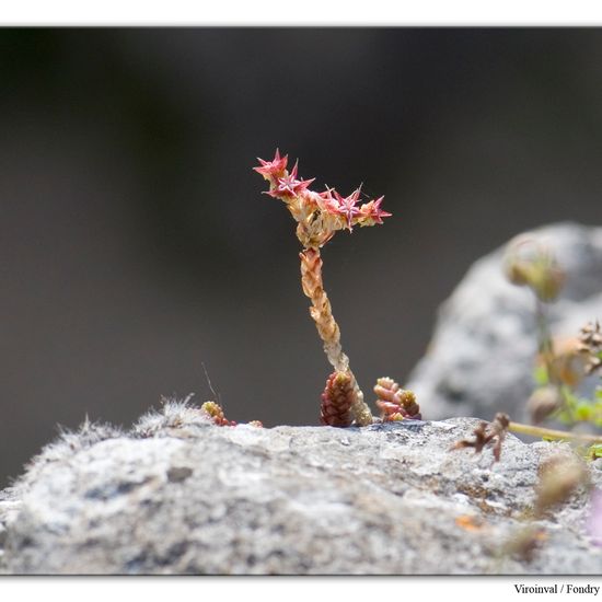 Sedum atratum: Plant in habitat Rock areas in the NatureSpots App