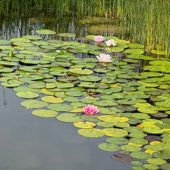 Weiße Seerose: Pflanze im Habitat Garten in der NatureSpots App