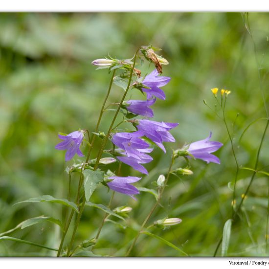 Campanula rapunculoides: Plant in habitat Rock areas in the NatureSpots App